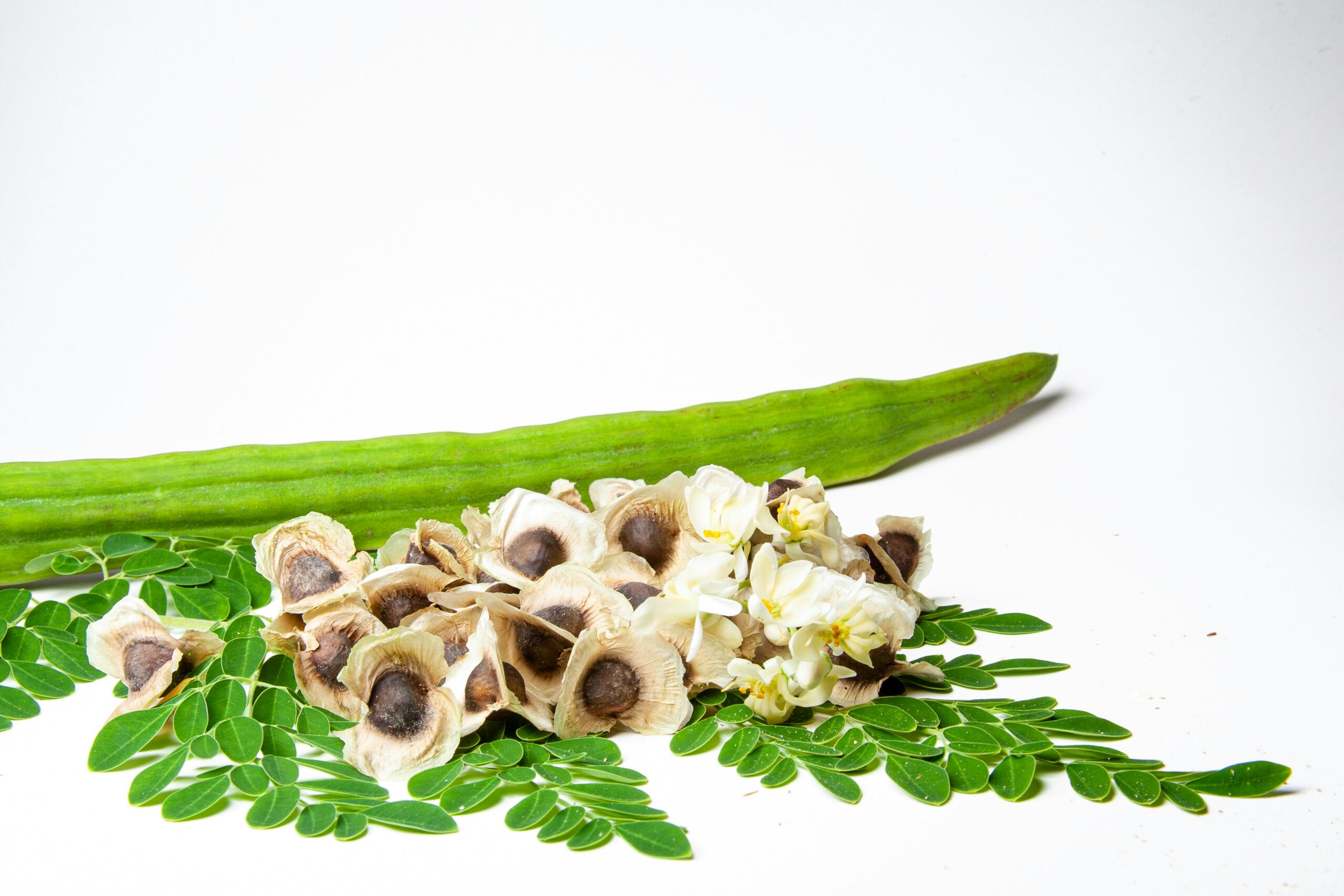 Fresh moringa drumstick pod with seeds and flowers, Veda Guntur Naturals farm