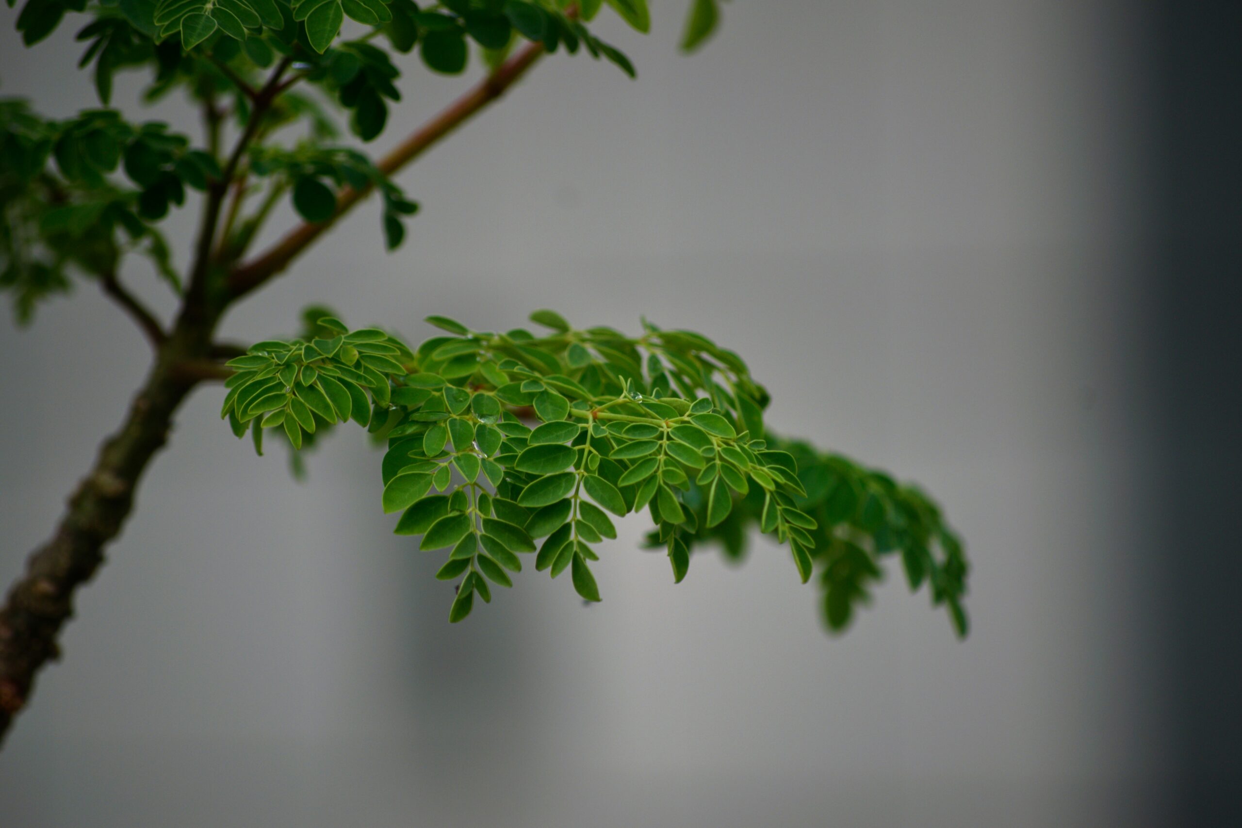 Fresh moringa branch with tender leaves, Veda Guntur Naturals farm